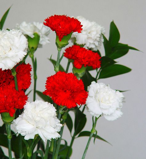 Flores de Claveles blancos y rojos | Flickr - Photo Sharing! Sweet William Flowers, Pink Dianthus, Dianthus Flowers, Dianthus Caryophyllus, Flower Identification, Yellow Wedding Flowers, Narcissus Flower, Wedding Table Flowers, Carnation Flower