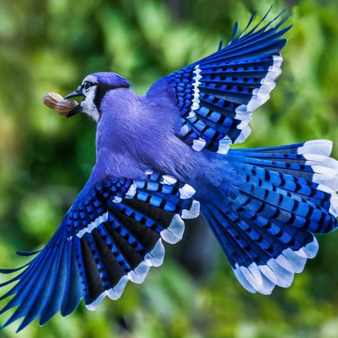 Bluejay flying away with Peanut Pretty Birds Flying, Bluejay Aesthetic, Bluejay Photography, Blue Jay Flying, Minnesota Birds, Hawk Bird, Blue Jay Bird, Blue Wings, Bird Pictures