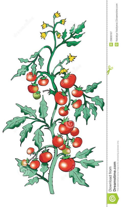 Tomato Plant Illustration, Tomato Plant Drawing, Strawberry Shrub, Tomato Drawing, Cherry Tomato Plant, Tomato Plant, Plant Tattoo, Plant Vector, Plant Aesthetic