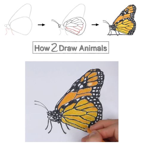 How To Draw A Monarch Butterfly, How To Draw A Monarch Butterfly Step By Step, Drawing Of A Monarch Butterfly, Monarch Butterfly Sketch, Draw A Monarch Butterfly, Draw Monarch Butterfly, Butterfly Side View, Easy Monarch Butterfly Painting, Procreate Step By Step