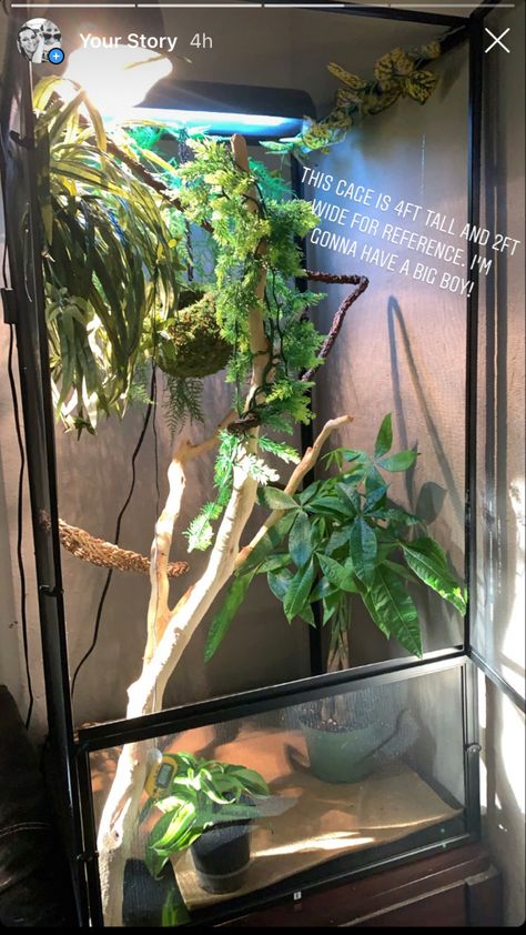 Chameleon Set Up, Veiled Chameleon Enclosure, Strange Pets, Chameleon Enclosure, Veiled Chameleon, Karma Chameleon, Reptile Care, Pet Ideas, Blue Beauty