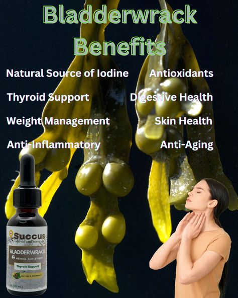 Bladderwrack benefits! #bladderwrack #iodine #thyroid #thyroidhealth #weightloss #inflammation #antioxidants #digestion #skin #skinhealth Bladderwrack Benefits, Iodine Benefits, Hormonal Health, Thyroid Support, Edible Wild Plants, Herbal Healing, Healthy Lifestyle Food, Homeopathic Remedies, Wild Plants