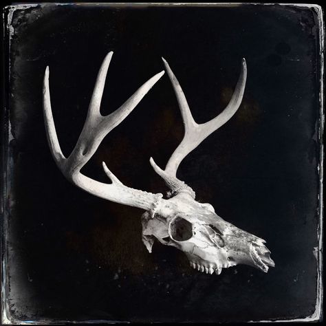 Deer Skull Photography, Deer Skull Reference, Deer Skull Aesthetic, Southern Horror, Shelby Core, Apprentice Tattoos, Gothic Cowboy, Deer Skull Tattoo, Stag Skull