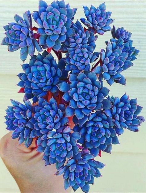 A women's lifestyle destination dedicated to style, entertainment, love, and living beautifully. Blue Succulents, Succulent Garden Design, Succulent Garden Diy, Colorful Succulents, Succulent Gardening, Unusual Plants, Cactus Y Suculentas, Cactus Garden, Pretty Plants