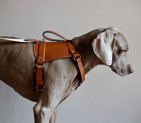 @tola.italo on Instagram: “Finished fitted harness for Bandit. Handstitched Barenia leather with integrated straps and matching leash. Fully dyed and burnished edges.…” Leather Dog Accessories, Leather Edge Finishing, Dog Harness Tutorial, Dog Armor, Dog Harness Leather, Dog Harness Pattern, Leather Dog Harness, Dog Accesories, Dog Branding