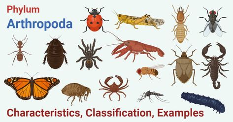 Last Updated on December 7, 2020 by Sagar Aryal Arthropoda (Arthropods) Definition Arthropods are bilaterally symmetrical, triploblastic, metamerically segmented animals with coelom which is reduced and modified. Their body is covered externally in a chitinous exoskeleton which molts periodically and their appendages are joined. Phylum Arthropoda Characteristics They are bilaterally symmetrical, triploblastic, metamerically segmented animals. Body organization is of an ... Read morePhylum Arthro Microbiology Notes, Aquatic Insects, Horseshoe Crab, Internal Organs, Biology Lessons, Project Work, Arthropods, Photo Background Images, December 7