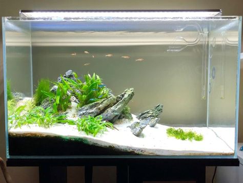 Long Aquascape, Aquarium Layout, Aqua Scape, Aquascaping Plants, Aquascape Ideas, Diy Fish Tank, Tropical Fish Aquarium, Tropical Fish Tanks, Fresh Water Fish Tank