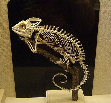 Chameleon skeleton Chameleon Skull, Chameleon Skeleton, Lizard Skeleton, Skeletal Structure, Colorful Lizards, Veiled Chameleon, Reptile Room, Dog Skeleton, Animal Skeletons