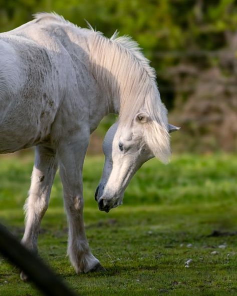 Dans le cadre d’une inter près de Bordeaux je me retrouvais pile en face deux très beau chevaux blancs, la tentation était trop forte 📸📸📸🐴 #horse #white #whitehorse #chevaux #equitation #centreequestre #gironde #photo #photography #canon #manere_photography Horse White, Photography Canon, La Face, Photo Photography, Canon, Photography, White