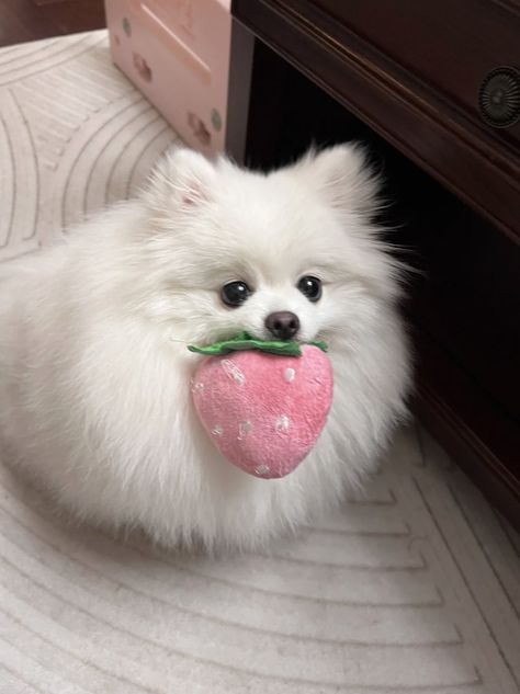 ʚ kimi ɞ on Twitter: "strawberry for you https://t.co/mKbkxeYzoZ" / Twitter Cute Fluffy Puppies, Spitz Dogs, Cutee Animals, Cute Pomeranian, Fluffy Puppies, Dog People, Super Cute Animals, Pomeranian Dog, Silly Dogs