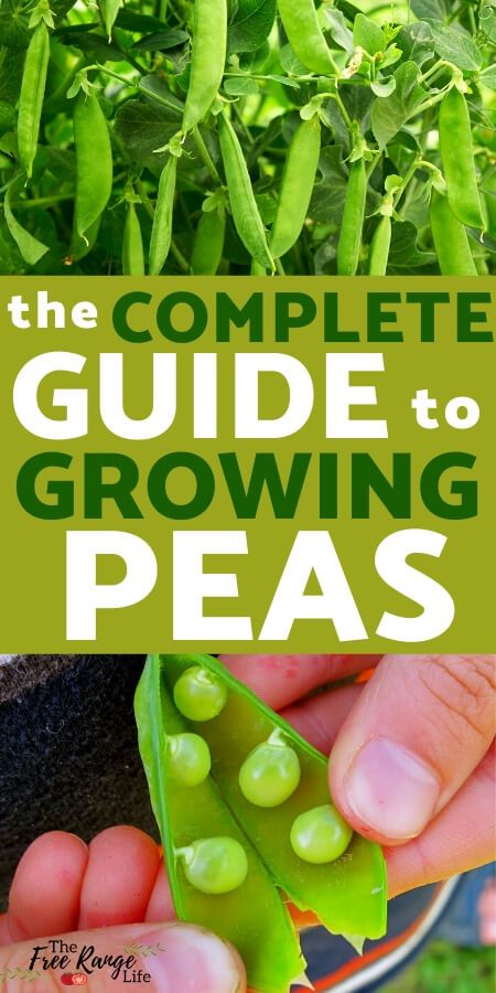 Have you considered growing peas in your garden? Learn how to grow peas from seed through harvest and try it out in your garden this spring!