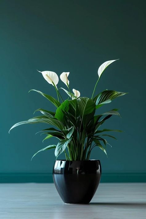 How To Repot My Peace Lily: Encouraging Healthy Growth Peace Lily Flower, Lily Care, Peace Lily Plant, Backyard Balcony, My Peace, Lily Plants, Fertilizer For Plants, Peace Lily, Black Vase