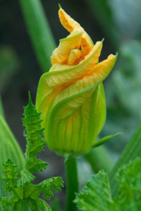 Pumpkin Blossoms, Dry Fruits Benefits, Squash Flowers, Wet Flowers, Zucchini Flowers, Dark Food Photography, Pumpkin Flower, Squash Blossom, Unusual Plants