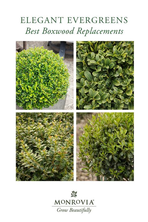 Need ideas for evergreen alternatives to #boxwoods? Try the cute and clippable Shear Genius™ Cotoneaster, Monrovia's new Emerald Boxer™ Japanese Holly, the tiny toothed leaves of Crownshine™ Osmanthus, or the remarkably cold-hardy Nordic™ Inkberry, a selection of a native North American shrub with berries for birds. Find even more compact, colorful, and elegant evergreens to replace boxwoods in areas bothered by blight in our full list of alternatives. Strongbox Inkberry Holly, Gem Box Inkberry Holly, Inkberry Holly Landscape, Soft Touch Holly Landscaping, Japanese Holly Landscaping, Boxwood Alternative, Japanese Holly Shrub, Inkberry Holly, Winter Gem Boxwood