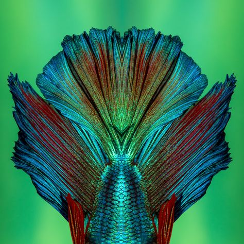 Yearbook Photography, Photography Composition, Group Project, Composition Photography, Fish Tail, Abstract Nature, Usa Travel, Betta Fish, Fantasy Fashion