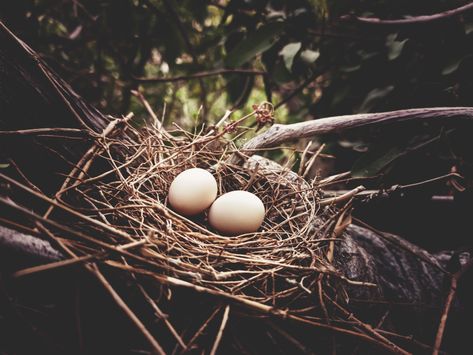 Wild pigeon eggs Pigeon Nest, Bird Nest, Personal Project, Pigeon, 2nd Grade, My Pictures, Ash, Birds, Photoshop