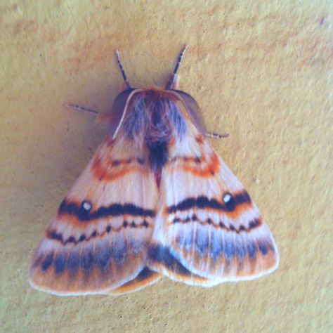 my pet moth, Milli. Maple Moth, Large Moth, Rosy Maple Moth, Colorful Moths, Cute Moth, Cool Insects, Moth Caterpillar, Moth Art, Cool Bugs