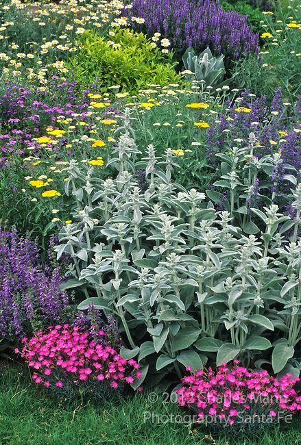 Xeriscape Landscaping, Drought Tolerant Perennials, Cottage Garden Design, Have Inspiration, Garden Landscape, Garden Borders, Garden Photos, Perennial Garden, Flower Border