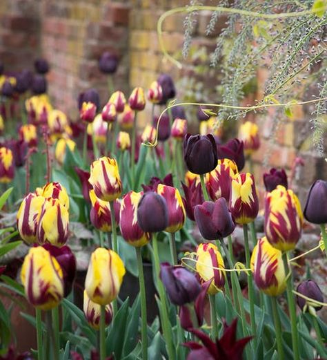 Buy Tulip 'Helmar' Bulbs | Triumph Tulips Triumph Tulips, Types Of Tulips, Growing Tulips, Productive Garden, Plants And Gardening, Dutch Still Life, Sarah Raven, Perennial Bulbs, Kitchen Kit