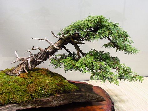 Eastern White Cedar, Fall Show, Toronto Bonsai Society, To… | Flickr Cedar Bonsai, Growing Bonsai, Bonsai Inspiration, Eastern White Cedar, Bonsai Pruning, Prunus Mume, Eastern Red Cedar, Bonsai Forest, Thuja Occidentalis