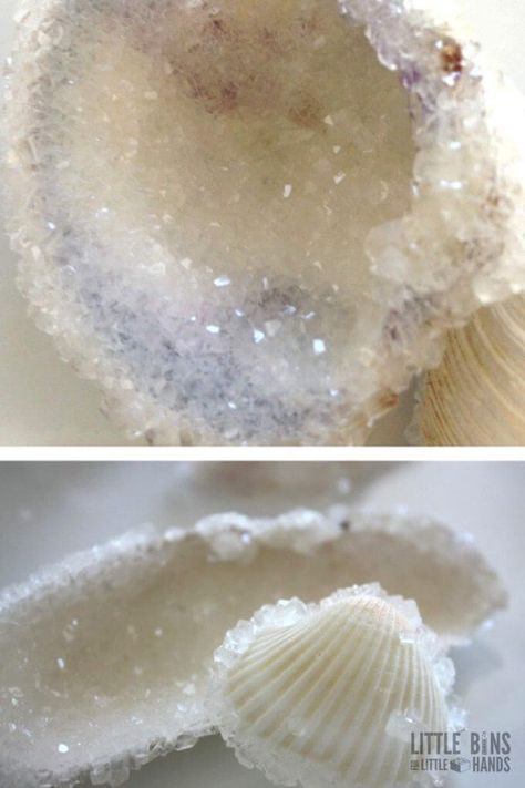 Borax Crystals, Crystal Seashells, Growing Crystals, How To Make Crystals, Seashell Projects, Art Coquillage, Crafts For Teens To Make, Science Crafts, Shell Crafts Diy