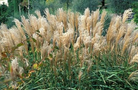 Fast-growing plants: Miscanthus sinensis 'Malepartus' Mist Garden, Miscanthus Sinensis Malepartus, Garden Concept, Miscanthus Sinensis, Garden Designer, Fast Growing Plants, Fast Growing, Growing Plants, Garden Landscaping