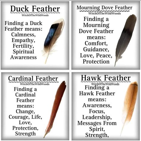 Feather Color Meaning, Feather Magic, Finding Feathers, Feather Symbolism, Feather Meaning, Animal Spirit Guides, Witch Spirituality, Magic Spell Book, Witchcraft Spell Books