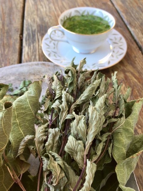 Fig Leaf Tea, Dried Fig, Plating Food, Presentation Food, Ficus Carica, Cheese Plates, Iranian Food, Fig Leaf, Fig Recipes