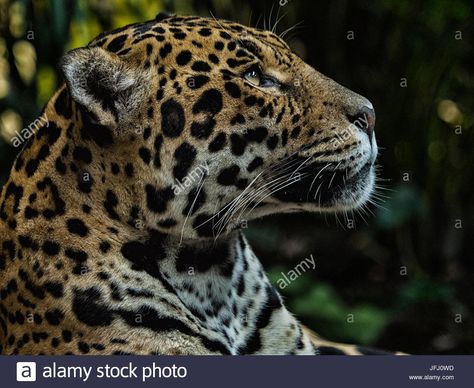 Download this stock image: Side view head shot of Jaguar looking wistful. - JFJ0WD from Alamy's library of millions of high resolution stock photos, illustrations and vectors. Jaguar Side Profile, Jaguar Art, Jaguar Head, Small Wild Cats, Head Anatomy, Jaguar Animal, Chester Zoo, Animal Anatomy, Animal References