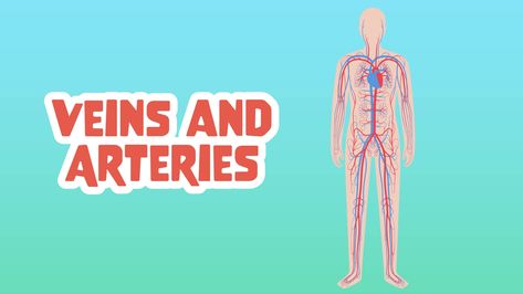 Veins and Arteries Facts for Kids – 5 Adorable Facts about Veins and Arteries Parent Teacher Communication, Digital Safety, Science Literacy, Health And Physical Education, Inclusion Classroom, Interview Skills, Parental Guidance, Career Exploration, Creative Problem Solving