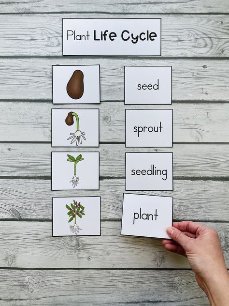 Plant Activities For Kindergarten or First Grade (Plant Needs, Life Cycle, Plant Parts, and More) | Mrs. McGinnis' Little Zizzers Plant Life Cycle Activities 1st Grade, Plant Life Cycle Poster, Plant Life Cycle Preschool Activities, Plant Life Cycle Worksheet Preschool, Life Cycle Of A Plant Free Printable, Life Cycle Of A Plant Preschool, Plant Activities For Kindergarten, Lifecycle Of A Plant, Plant Life Cycle Foldable