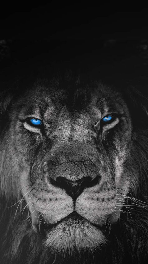 Predator Sense iPhone Wallpaper Lion Hd Wallpaper, Iphone 11 Wallpaper, Ipad Backgrounds, Lion Live Wallpaper, Lion Tattoo Sleeves, 11 Wallpaper, Lion Head Tattoos, Lion Artwork, Wallpapers Ipad