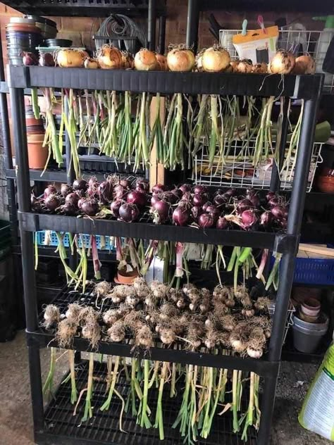 Root Cellar Storage, Food Storage Rooms, Root Cellar, Veg Garden, Homestead Survival, Home Vegetable Garden, Greenhouse Gardening, In Front Of House, Vegetable Garden Design