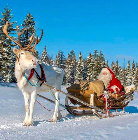 Santa Claus Pictures, Pole Nord, Lapland Finland, Baby Reindeer, Reindeer And Sleigh, Santa Claus Reindeer, Merry Christmas Wishes, Sleigh Ride, Santa Sleigh