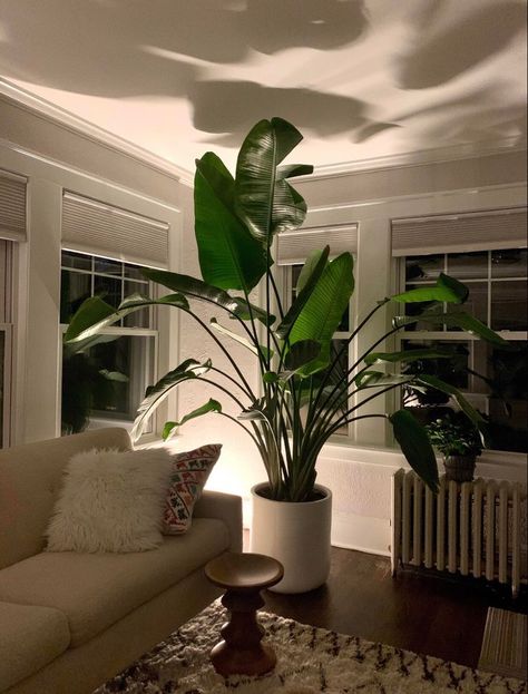 Big Green Plants Indoor, Large Floor Plants Living Rooms, Big Plants Living Room, Big Home Plants, Modern Room With Plants, Big Plant In Living Room, Large Floor Plants, Large Plant Living Room, Big Plants For Living Room