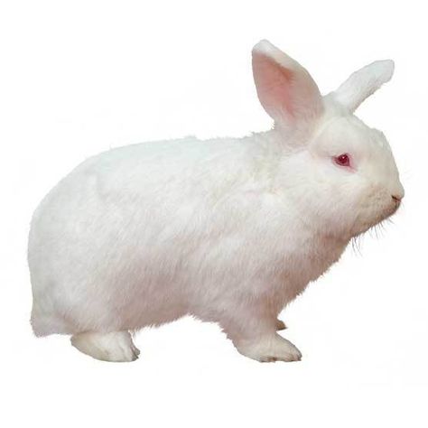 Albino Rabbit, New Zealand Rabbits, Rabbit Breeds, Selective Breeding, White Rabbits, The White Rabbit, Wild Strawberries, Rare Breed, Red Eye