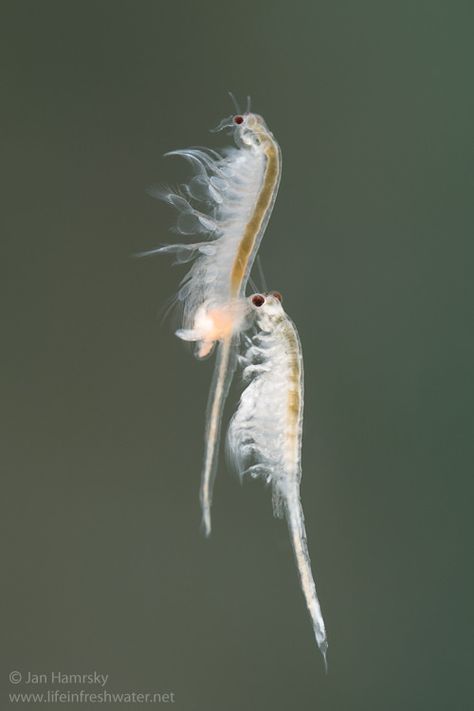 Brine shrimps (Artemia salina) mating | by Jan Hamrsky Underwater Beauty, Mantis Shrimp, Sea Monkeys, Geometry In Nature, Brine Shrimp, Aquatic Creatures, Tweedle Dee, Pond Life, Illustration Techniques