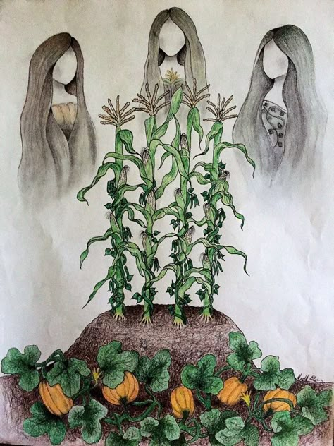 Three Sisters crops Three Sisters Drawing, Three Sister Tattoos, Corn And Squash, Green Chile Corn, Three Sisters Garden, Planting Companions, School Sketchbook, Planting Corn, Eldest Sister