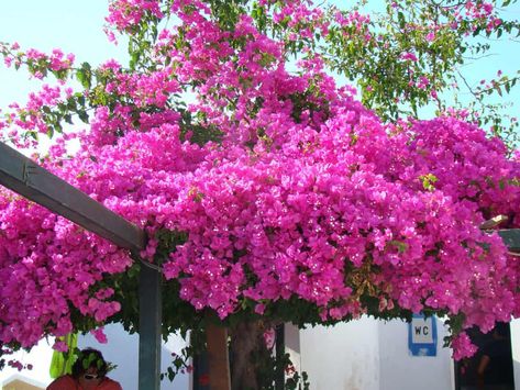 How to Train Your Bougainvillea Into a Tree Standard - RootingForBlooms.com Bougainvillea Over Garage, Train Bougainvillea Vines, Boganvillia Ideas, Bougainvillea Arbor, Bouganvilla Landscaping, Bougainvillea Trellis, Azaleas Care, Bougainvillea Plant, Hammock Area