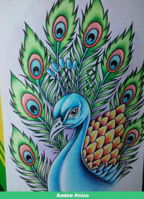 Drawing Of Peacock, Peacock Drawing With Colour, Peacock Drawing, Color Pencil Sketch, Nature Art Drawings, Flower Art Drawing, Beautiful Art Paintings, Oil Pastel Drawings, Beauty Art Drawings