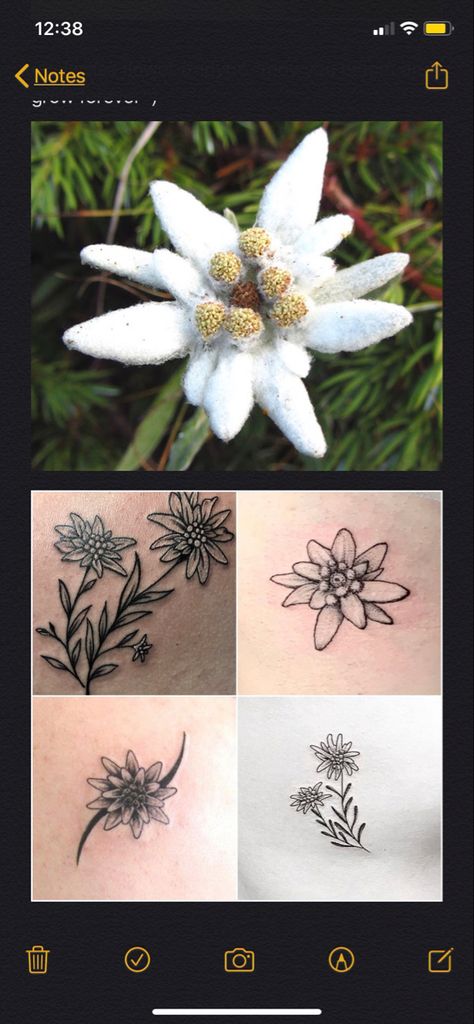 German National Flower Tattoo, Fine Line Edelweiss Tattoo, Austrian Tattoo Ideas, Eldeweiss Flower Tattoo, Edelweiss Tattoo Minimalist, German Flower Tattoo, German Inspired Tattoos, Eidlewiss Flower Tattoo, Edelweiss Tattoo Simple