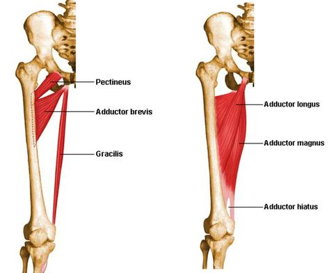 Adductor Canal Anatomy, Adductor Longus Muscle, Adductor Magnus Muscle, Thigh Muscle Anatomy, Gracilis Muscle, Adductor Longus, Leg Muscles Anatomy, Adductor Muscles, Hip Anatomy