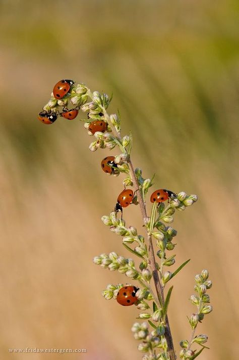 Open Air Museum, The Black Forest, Air Museum, A Bug's Life, Lady Bugs, Beautiful Bugs, Airbrush Art, Lady Bird, Bugs And Insects