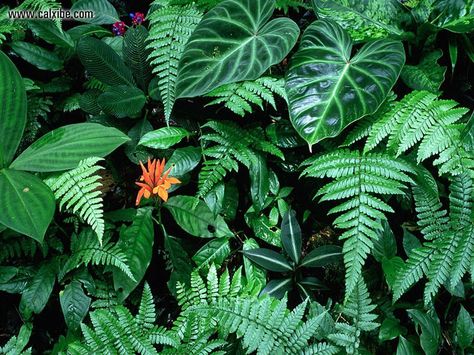 rain forest vegetation Rain Forest Garden, Rain Forest Plants, Forest Vegetation, Rainforest Flowers, Tropical Rain Forest, Diy Leaf, Leaf Stamp, Rainforest Plants, Forest Mural