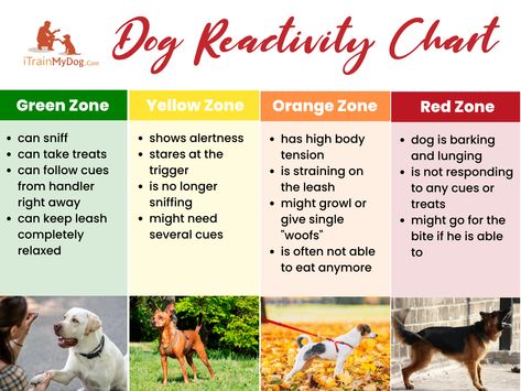 Reactive dog training is a type of training that focuses on helping dogs with behavioral issues, such as excessive barking, The post Reactive dog training : All what you need to know! appeared first on iTrainMyDog. Reactive Dog Training, Helping Dogs, Socializing Dogs, Dog Body Language, Reactive Dog, Dog Training Techniques, Red Zone, Dog Help, Dog Care Tips