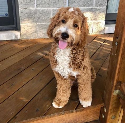 Mini Goodlendoodle, Mini Goldendoodle Full Grown, Goldendoodle Full Grown, White Goldendoodle, Toy Puppies For Sale, Toy Goldendoodle, Goldendoodle Miniature, F1b Goldendoodle, Goldendoodle Puppy For Sale