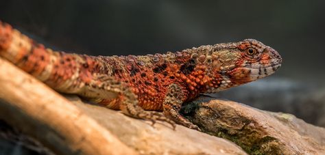 Chinese Crocodile Lizard | by Bob Worthington Photography Chinese Crocodile Lizard, Haunted Island, Land Animals, Mythical Beasts, Chameleons, Reptiles Pet, Mythical Beast, Animal Photos, Animal Photo