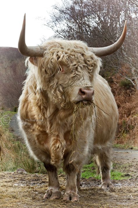 Highland Bull feeding on the Isle of Skye, Scotland. Cattle Pictures, Highland Cow Pictures, Highland Bull, Long Horns, Isle Of Skye Scotland, Scottish Highland Cow, Fluffy Cows, Cow Pictures, Skye Scotland