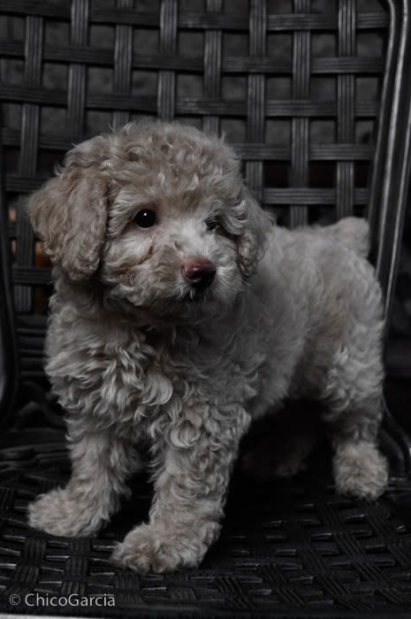 Anjing Poodle, Dog Exercise, Yorkshire Terrier Puppies, Rottweiler Puppies, Miniature Poodle, Poodle Puppy, Standard Poodle, Poodle Dog, Toy Poodle