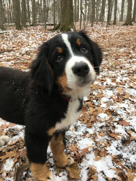 Burmese Mountain Dogs, Bernese Mountain Dog Puppy, Auston Matthews, Australian Shepherd Mix, Dogs Cute, Very Cute Dogs, Really Cute Dogs, Pretty Dogs